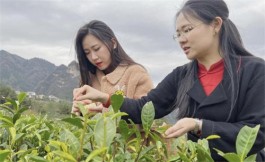 武陵源区协合乡：制茶技能提升培训 助力茶旅融合和乡村振兴