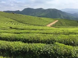 最美茶园：台州桐坑茶业—绿壳茶园