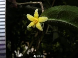 我国首次发现山茶属管蕊茶组新植物云南管蕊茶