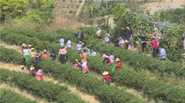 人均一亩茶 如此富万家——贵州凤冈茶产业的嬗变