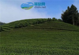 我国5个茶文化最佳旅游地