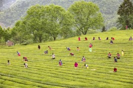 松溪龙源茶庄：实施茶旅结合项目 打造旅游景区