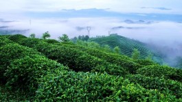 有趣的茶名都是从何而来？