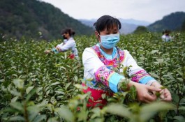 疫情之下，茶叶价格会涨吗？2020年茶行业命运共同体