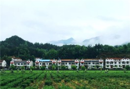 湖北省茶文化旅游线路推荐——黄冈·英山云雾山茶园