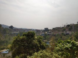 茶山介绍：易武高山寨古树茶