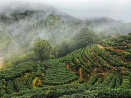 寿宁竹管垅：茶乡花海，茶旅融合发展开拓乡村振兴新途径