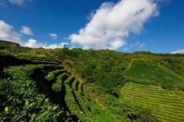 最美茶园：京桂古道有机良种生态茶园