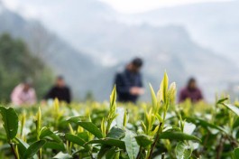 春天的味道 | 江西新余：莫负好春光 采茶正当时