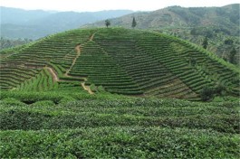 以资源优势带动贵州茶旅一体化发展