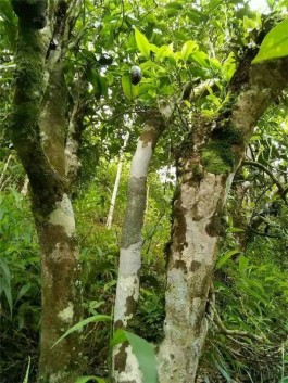 布朗山茶区——曼新竜（曼新龙）普洱茶