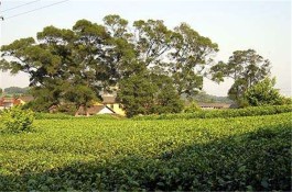 贵州积极打造茶旅融合产业