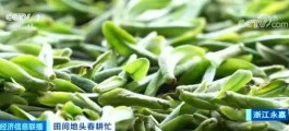 尝鲜！3月茶香溢 浙江春茶地图请收好