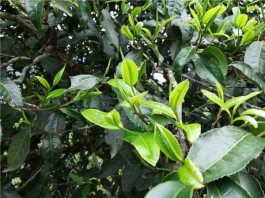 普洱茶名山茶——冰岛茶