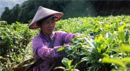 茶俗：拉祜族的烤茶 滇西凤庆的离婚茶，生活其实不苦不甜