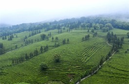 潮州茶叶有哪些品种 潮州茶叶品种介绍