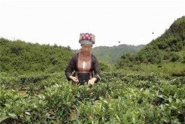 苍梧：六堡茶文化旅游节月底举行