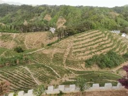 云县茂兰镇：做好茶旅融合文章，打造好“茶旅文化”品牌