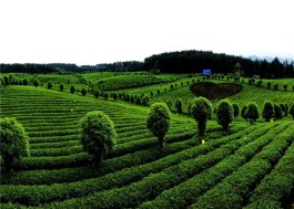 茶乡旅游精品线路——贵州凤冈 知青茶山-长碛古寨-茶海之心景区一日游