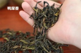 潮州茶叶有哪些品种（潮州地区都有哪些品种的茶叶）
