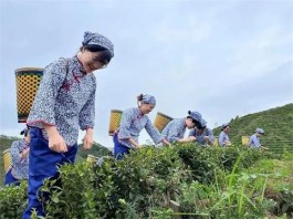 广西市场监管局助力六堡茶产业提档升级