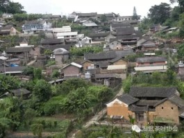 西双版纳易武古茶山茶叶种植、生产概况