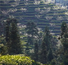 夹江县修文村：卖茶叶还要卖风景