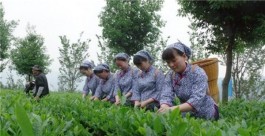安化白沙溪茶旅文一体化发展十年成绩斐然
