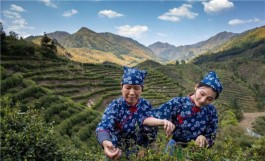 高山采茶、炒茶比赛、网红直播，浙江金华茶文化旅游有序开展