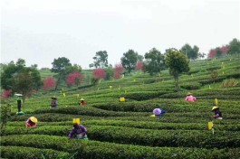 英德茶趣园大茶壶乡村旅游景区首次入选