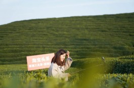 春茶季将至，数十万亩茶田或滞销，直播卖茶能够自救？