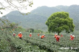英德春茶今年有望增产20%！2024年英德红茶头采季活动即将开幕