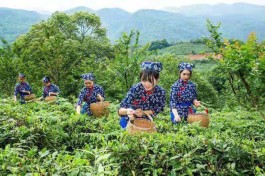 庐山云雾探索茶旅融合发展新路