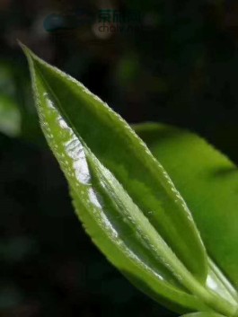 茶叶品鉴第四期：父爱如山，一杯大雪山（普洱茶生茶）