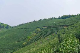 福建省传统制茶技艺保护传承取得显著成效