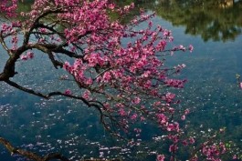 水桃花