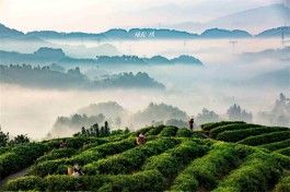 深化茶旅融合 更好传承弘扬中华优秀传统文化