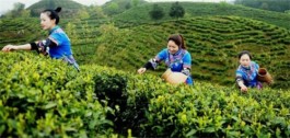 黔茶飘香西北 | 以绿色为底色，奏响贵州茶产业发展新乐章