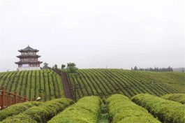 黎平：探索“茶旅”融合新模式 以“两茶”助力乡村振兴