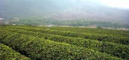 茶旅小镇：江苏宜兴·湖㳇茶旅风情小镇