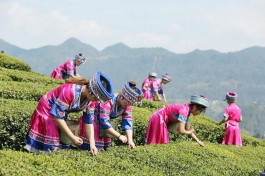 春季去湖北采茶春游 16条茶文化旅游线路新鲜出炉