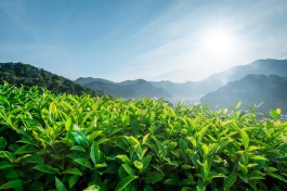第22届深圳春季茶博会将于7月16日举办