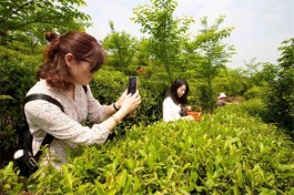 普洱思茅区：以茶促旅 以旅带茶