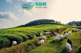 湖南两条茶旅线路入选全国茶乡旅游精品线路