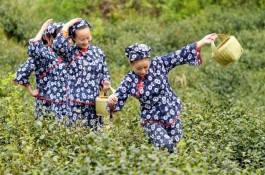 信阳浉河区：茶旅兴 百姓富 茶乡美