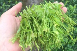 莓茶每天喝多少合适 莓茶一次泡多少合适