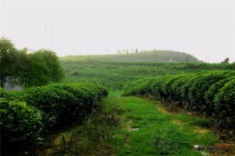 茶旅游记：走在茶山的路—古丈毛尖茶区