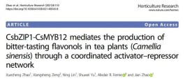 安徽农业大学赵剑研究组揭示强光和紫外光调节茶树黄酮醇糖苷合成的分子机理
