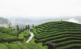 都匀打造“云端茶海”茶业旅游带