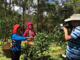 CCTV-7《科技苑》顺利完成曼松贡茶山节目录制